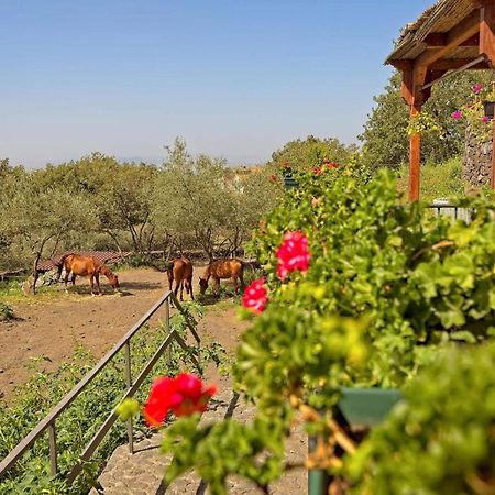Horse House Apartment Ragalna Ngoại thất bức ảnh